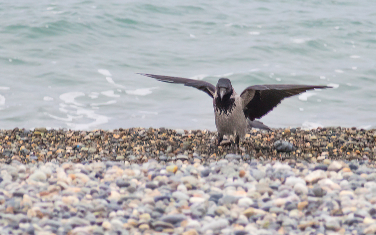 Hooded Crow